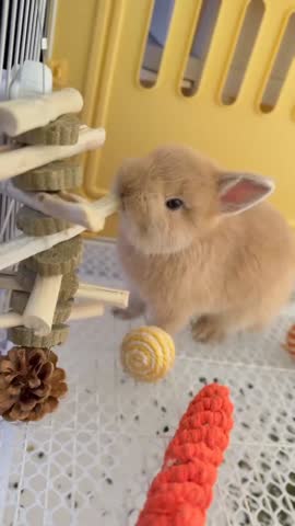 Cute Baby Rabbit Chewing on Wooden Toy in Enclosure.