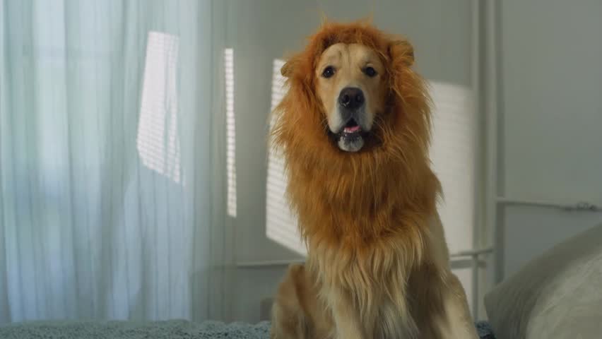 Golden retriever wearing a lion mane costume looks at the camera, creating a playful and adorable scene with pets in creative outfits.