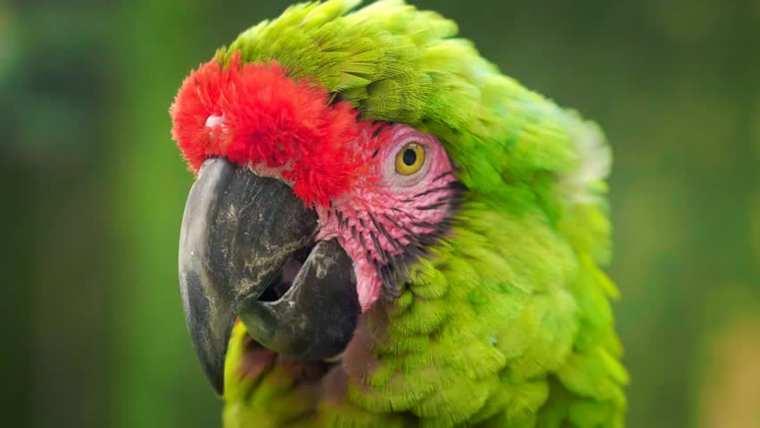 Close up of a green and red macaw parrot showing vibrant mixed feathers, exotic tropical bird, colorful plumage, wildlife beauty, and nature colors concept.