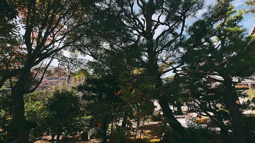 a quiet japanese courtyard garden features sculpted pine trees, wooden structures, and soft natural light beneath a clear blue sky.
