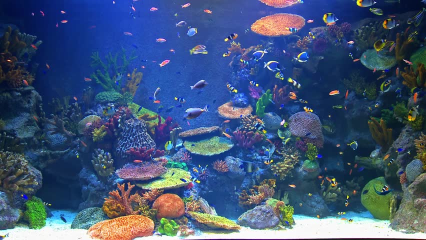 Giant Aquarium with Colorful Tropical Fish and Coral Reef Ecosystem