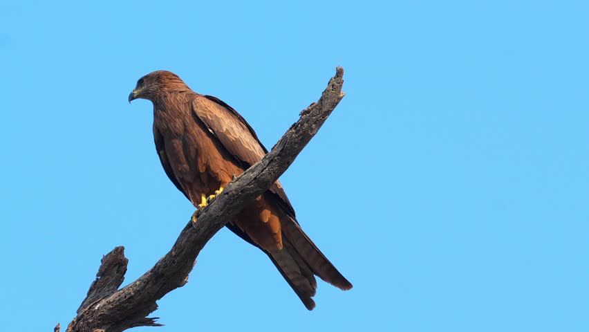 Female Black Kite Bird Perched on Branch in 120fps 4K Slow Motion. Majestic Raptor Resting on Tree Limb with Sharp Gaze, Detailed Feathers, and Natural Habitat Captured in Cinematic High-Detail Clip