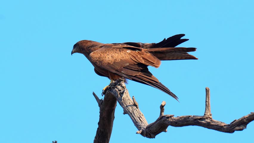 Female Black Kite Bird Perched on Branch in 120fps 4K Slow Motion. Majestic Raptor Resting on Tree Limb with Sharp Gaze, Detailed Feathers, and Natural Habitat Captured in Cinematic High-Detail Clip