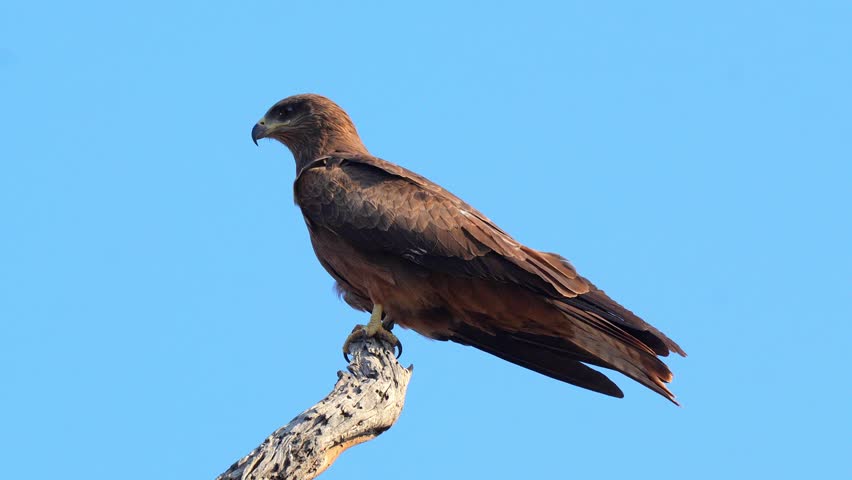 Female Black Kite Bird Perched on Branch in 120fps 4K Slow Motion. Majestic Raptor Resting on Tree Limb with Sharp Gaze, Detailed Feathers, and Natural Habitat Captured in Cinematic High-Detail Clip