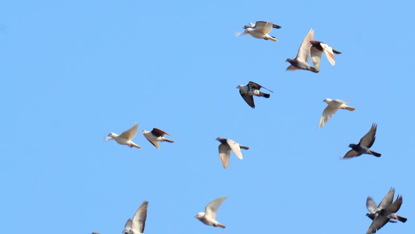 Racing Pigeon Flock Flying in 120fps 4K Slow Motion. Competitive Homing Pigeons Soaring Together with Synchronized Wingbeats and Dynamic Aerial Movement Captured in Cinematic High-Detail Wildlife Clip