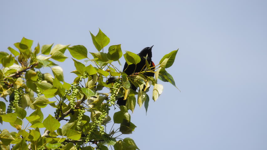 Red-winged blackbird flying away from a tree branch. Slow motion.