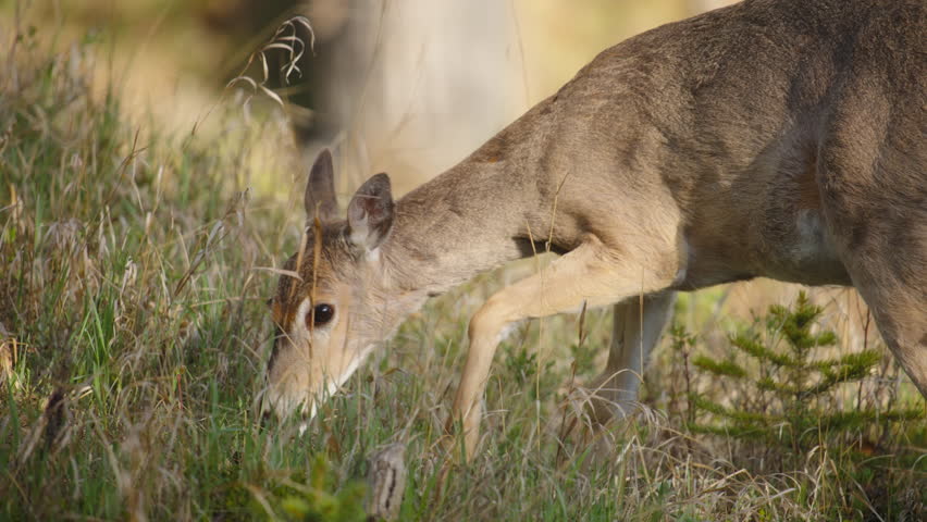 A deer walking in the meadow and eating grass at sunrise. Slow motion.