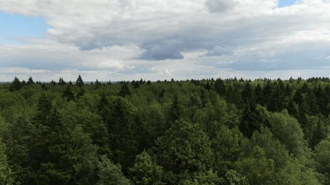 Forward Drone Flight over Forest Landscape