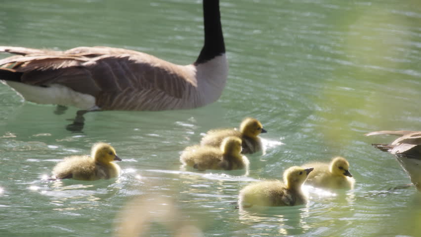 Family of geese and goslings swimming in the pond at sunrise. Slow motion.
