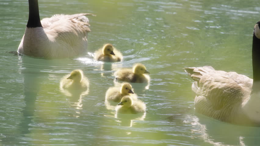 Family of geese and goslings swimming in the pond at sunrise. Slow motion.