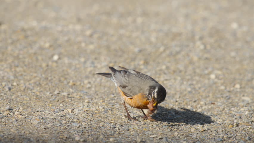 American robin eating bugs and worms on a gravel path. Slow motion.