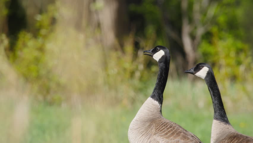 Two geese walking in the grass at sunrise. Slow motion.