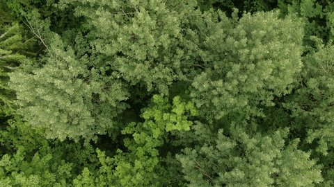 Drone Moving Forward Top Down Forest View