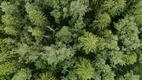 Drone Ascending Rotating above Dense Forest