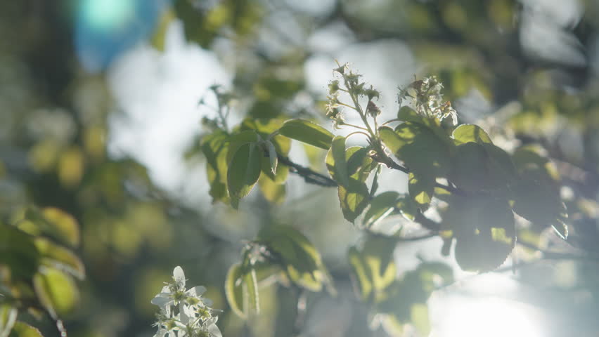 Sun shining between green leaves and white flowers at sunrise. Slow motion.
