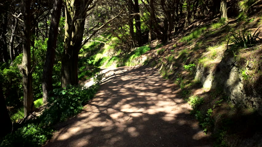 Forest path in shady woodland