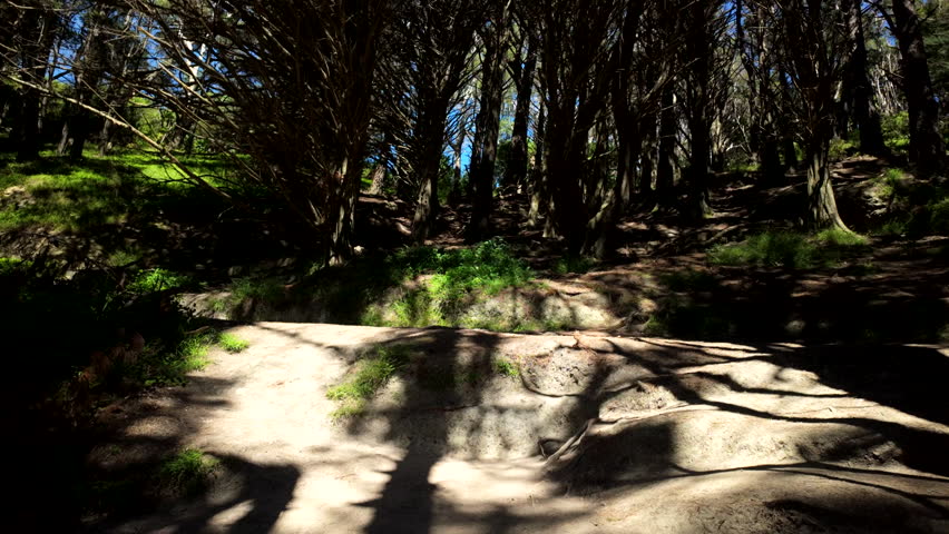 Mount Victoria forest filming location Lord of the Rings