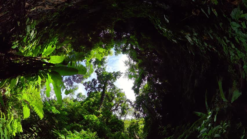 Sky framed by dense tropical rainforest canopy with bright leaves and sunlight filtering through. Baslay, Negros, Philippines.
