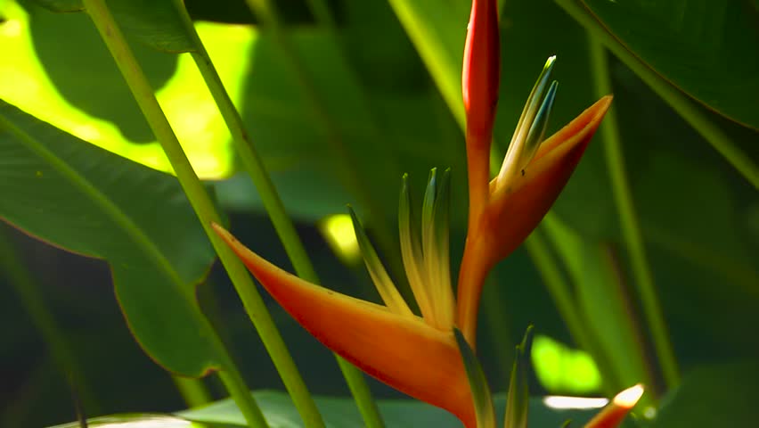 close up of orange tropical flowers blooming
