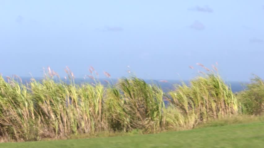 POV Driving by the ocean in Maui Hawaii