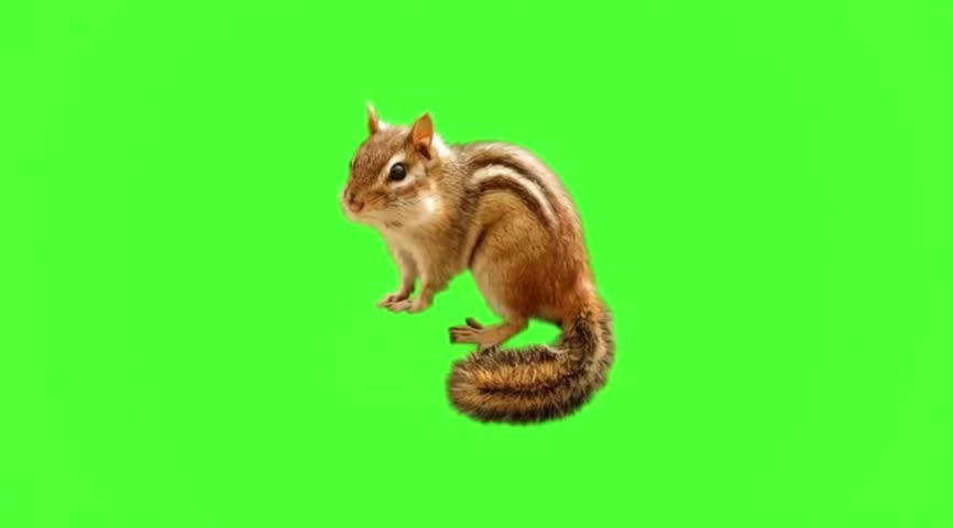 Chipmunk in a natural movement isolated on green screen background.