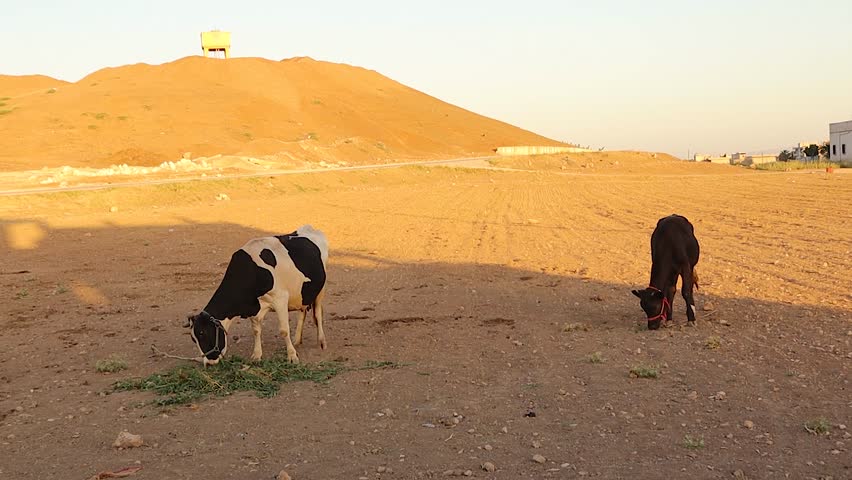 Cows grazing outdoors in a rural landscape, where each cow reflects animal welfare, sustainable agriculture, and natural food production. Ideal for farming, ethical livestock, and rural lifestyle use.