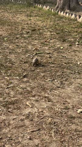 squirrel playing at the tree 