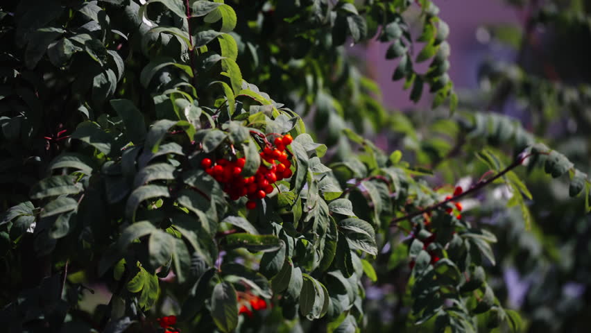 Vibrant red berries clustered among lush green leaves on a sunlit tree branch, gently swaying with a blurred background emphasizes natural textures and serene garden atmosphere
