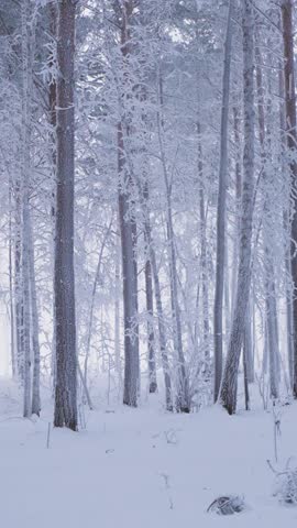 Winter forest with snow coating trees and ground in a quiet setting during the day. A walk through the mysterious fairy-tale winter forest, a journey into a Christmas tale. High quality FullHD footage