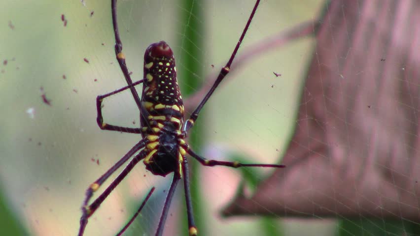 A huge yellow and black spider, named Nephila pilipes, moves on its spiderweb