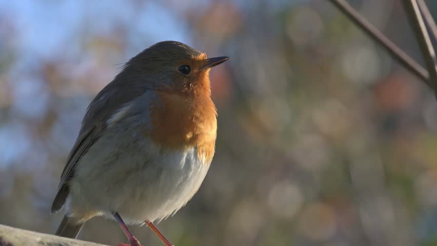 European Robin (Erithacus rubecula) in closeup, singing from the branch of a tree. Kent, UK, December. With sound