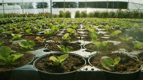 Slow-motion close-up of young plants being watered with an automatic irrigation system in a greenhouse, highlighting sustainable agriculture, growth, and modern farming techniques. - Powered by Shutterstock - Get 15% off with code: PIKWIZARD15