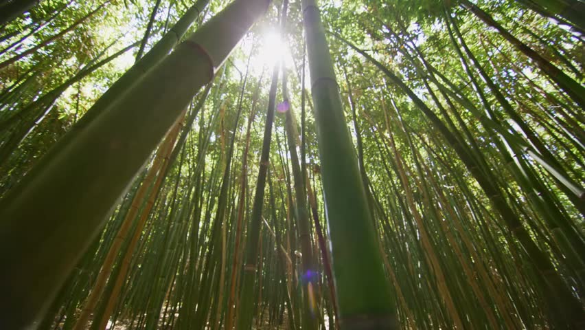 Top view of a scenic bamboo forest showcasing sustainability and renewable energy potential, emphasizing nature, ecology, and environmental conservation.