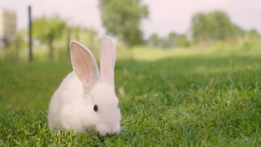 A rabbit eating green grass in a meadow, looking around, highlighting wildlife, nature, Easter, and the charm of gentle animals in their habitat.