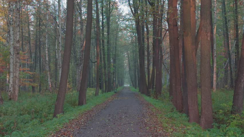 Seamless loop serene forest path surrounded by tall trees, with a soft mist in the air and fallen leaves on the ground