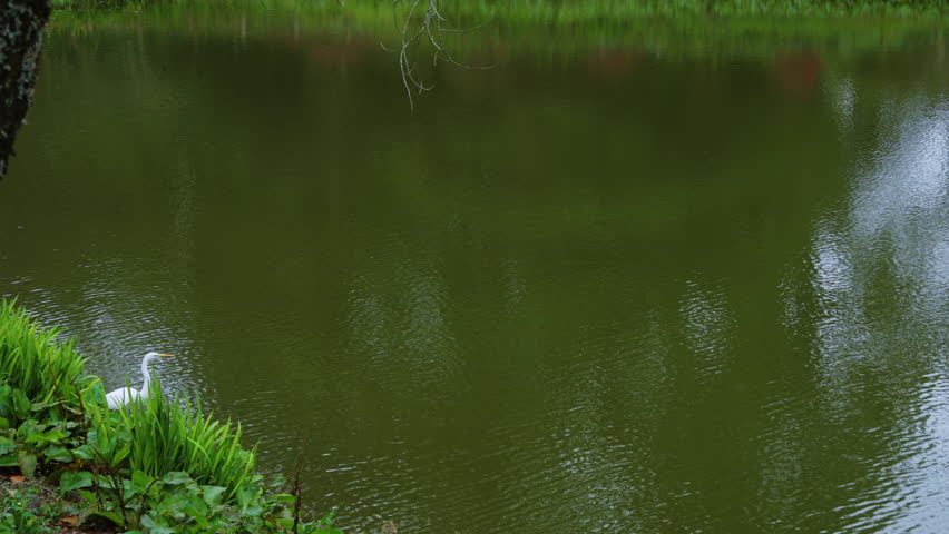 White Egret in Flight Over  the Lake