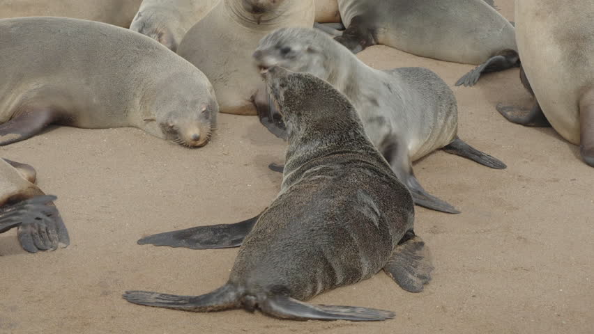 a clip of two fur seal pups play fighting at cape cross seal colony in namibia