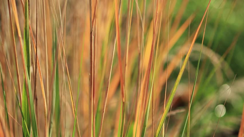 green and brown stalks of grass blowing gently in the wind, sun shines on stalks of grass,  brown stalks of grasses in the sunshine, brown grasses