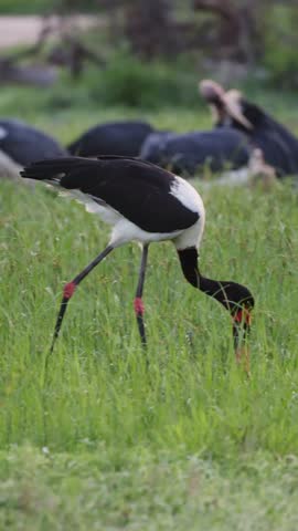 Vertical video, a Saddle billed stork and marabou storks