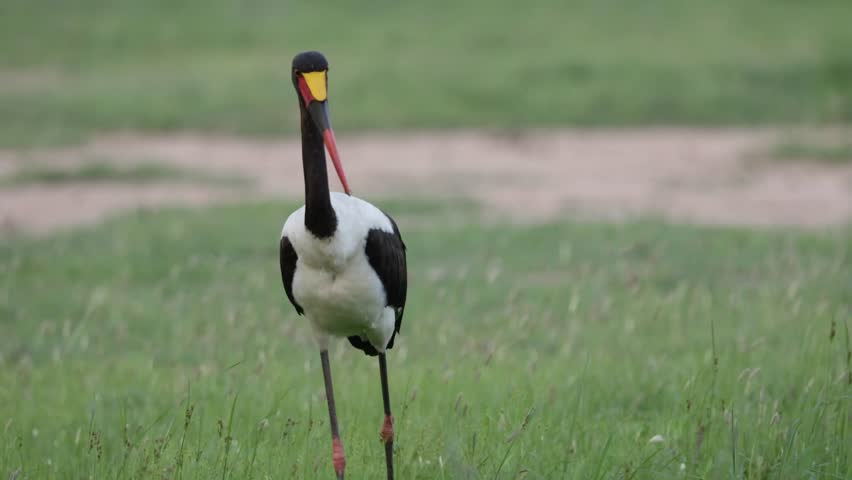 A saddle billed stork searching for food close-up