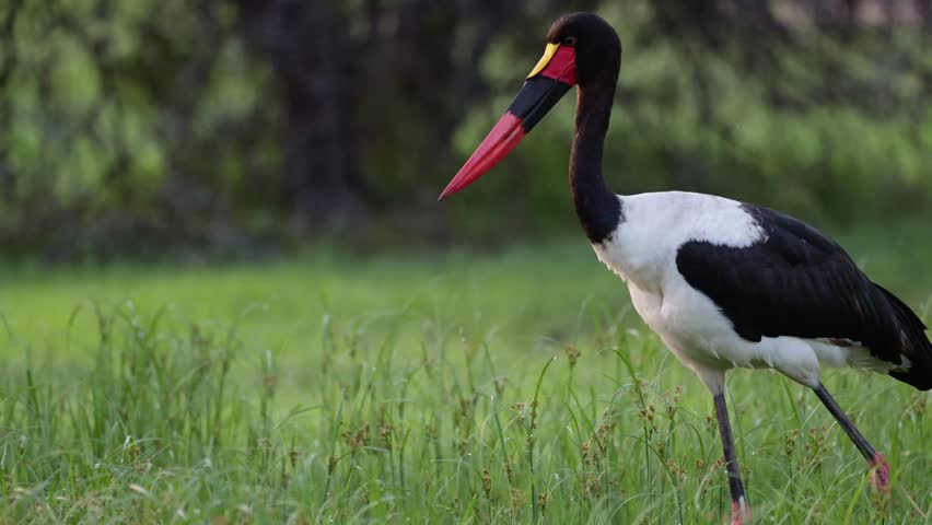  a saddle billed stork male, searching for food