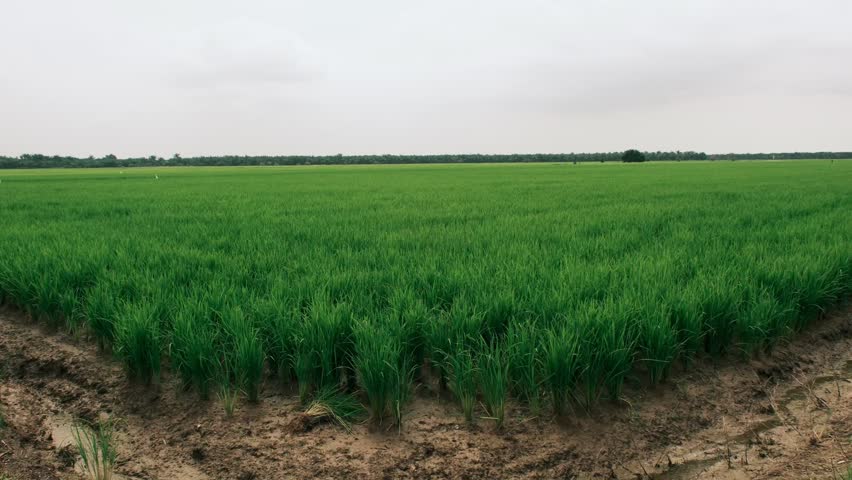 A low-angle perspective across a vast, young green rice paddy field, emphasizing the dividing ditch and the rich, fertile soil under a cloudy sky in the rural landscape