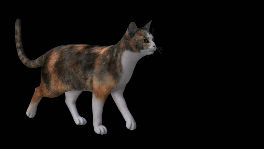 Calico Cat Walks, Sits , Stock Footage Video (100% Royalty-free ...