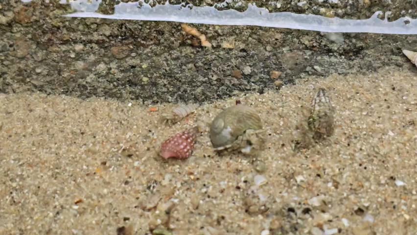 Tide Pool Macro: Detailed Close-up of Small Seashells and Marine Life on Wet Beach Sand
