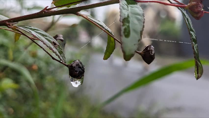 A detailed, close-up shot of a dark, dried seed pod hanging from a leafy green and reddish-brown branch after a rain shower.