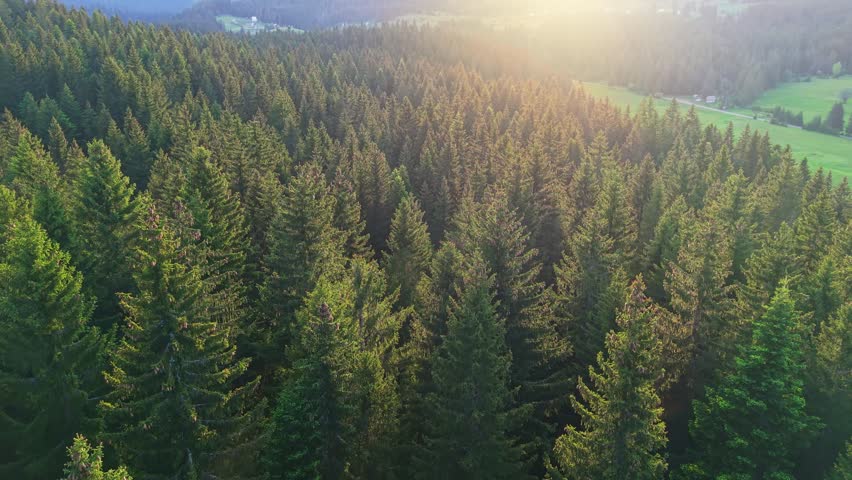 Nature view of trees in forest with sunlight shining over landscape in the evening. Green forest with tall trees in sunlight. Aerial sunset view of European forest