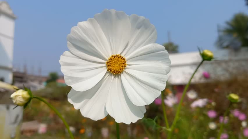 A white cosmos flower with a vibrant yellow center.