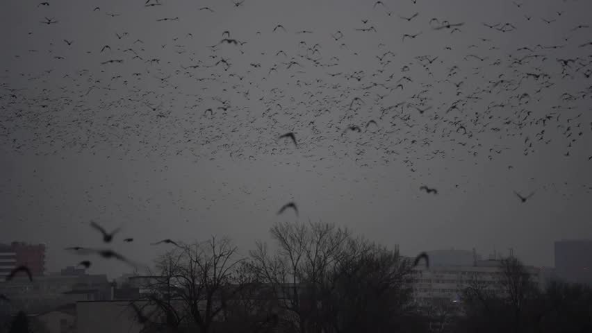 Large flock of birds flying over the city.