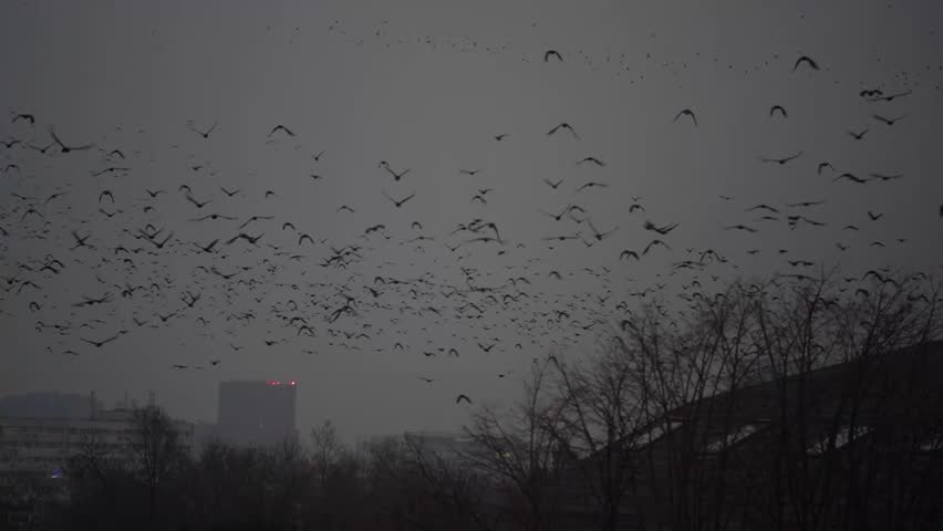 Large flock of birds flying over the city.