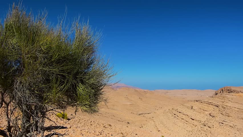 A wide shot of a desert landscape in Oman, featuring a small desert shrub in the foreground and rugged mountains under a vast, clear blue sky.